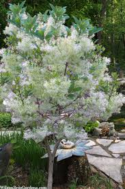 Image result for Pycreus permutatus