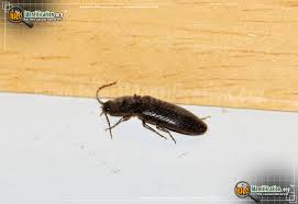 After reading your post, i took a leaf to a local nursery (some of my leaves now have tiny black spots) and ofcourse they sold me sprays. Click Beetle Melanotus Spp
