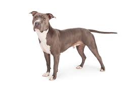 Maybe you would like to learn more about one of these? American Staffordshire Terrier Charakter Ernahrung Pflege