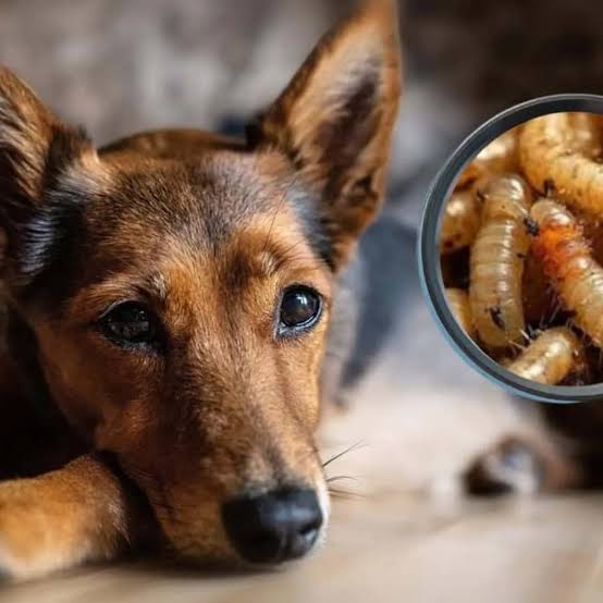 Larvas asociadas al gusano barrenador en una mascota