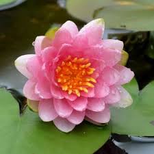 Image result for Nymphaea lotus