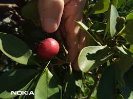 Image result for Vangueria esculenta