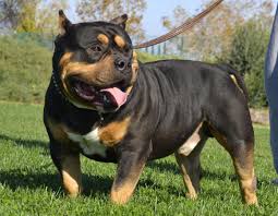 American Bully Dog Black Colour Tri Color American Bully Pitbulls Red Nose Pitbull Blue Nose Pitbull