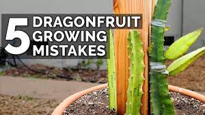 The taste is similar to that of a kiwi, but a lot less subtle. 5 Dragon Fruit Growing Mistakes To Avoid Youtube