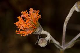 Image result for Hypericophyllum compositarum