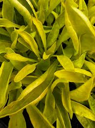 Image result for Alternanthera