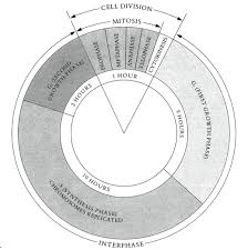 Only eukaryotic cells, including those of animals, fungi and plants, undergo mitosis. Https Openlab Citytech Cuny Edu Rahimbio1101fa2015lablc76 Files 2015 11 Week 13 Cell Division Mitosis And Meiosis Pdf