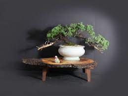 Juniper Procumbens Nana Bonsai Tree 2020 Conifer Collection Etsy Bonsai Tree Bonsai Juniper Bonsai