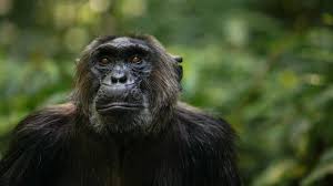 Hailing from brighton, bonobo has been steadily releasing his own blend of downtempo/triphop inspired music since 2000, making a name for himself in the electronic and dj scene. Chimps And Bonobos Had Flings And Swapped Genes In The Past Science Aaas