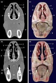 Now researchers at the california national primate research center at the university of california, davis, have developed. Anatomy Of The Head In The Saanen Goat A Computed Tomographic And Cross Sectional Approach Springerlink