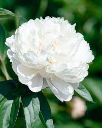 Check spelling or type a new query. Peony Shirley Temple Bare Roots Buy White Peonies Online At Farmer Gracy Uk