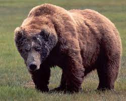 Ultimate Carnivore Game Over In Animal Vs Animal Forum Bear Brown Bear Kodiak Bear