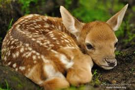Fallow Deer Dama Dama Fallow Deer Animals Beautiful Cuddly Animals