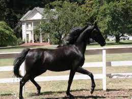 Rich black colour with perfect amount. Black American Saddlebred Horses For Sale Youtube