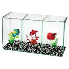 Do not put them in an undivided tank, or they will kill each other. Aqua One Betta Tank Trio Carine Pet Central