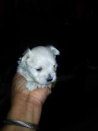 We have morkie puppies for sale. Morkie For Sale Orlando Fl