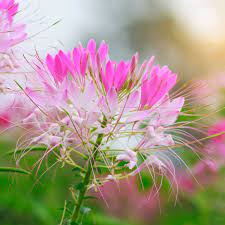 Pin On Wildflower Garden