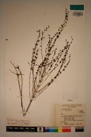 Image result for Micrargeria