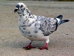 Check spelling or type a new query. Fakta Tentang Merpati Merpati Hias Fancy Pigeon