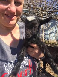 Goat gives birth to two bucklings