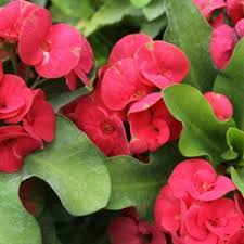 Maybe you would like to learn more about one of these? Exotic Angel Costa Farms
