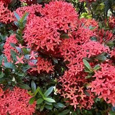 Image result for Ixora coccinea