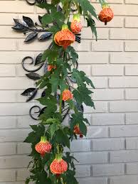 Image result for Abutilon