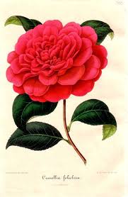 Camellia Botanical Illustration Vintage Botanical Drawings Botanical Flowers