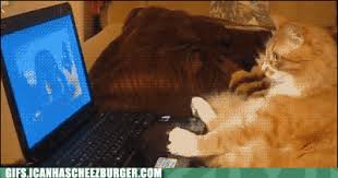Share the best gifs now >>>. Animal Gifs Computer Gifs Of Funny Animals Gifs Funny Animals Funny Gifs Cheezburger