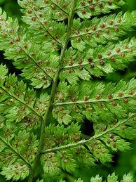 Image result for Dryopteridaceae