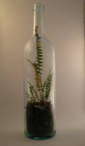 Dirty sea sandy shore of the black sea. The Fern And Mossery Wine Bottle Terrarium Bottle Terrarium Wine Bottle Decor Wine Bottle