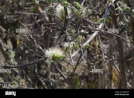 Image result for Combretum mossambicense
