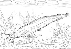 There are tons of great resources for free printable color pages online. Walking Catfish Coloring Page Free Printable Coloring Pages For Kids
