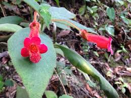 Image result for Kohleria