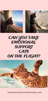 Can You Take Emotional Support Cats On The Flight In 2020 Emotional Support Emotional Support Animal Emotions