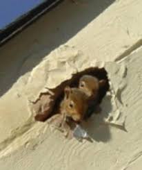 The original cavity walls were build by the romans to enable the passage of heat from their under floor heating system. Squirrels In Walls Ft Worth Critter Control Fort Worth