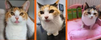 In cats, rodent ulcers can sometimes be a sign of a problematic underlying disease process such as the feline leukemia virus. Blog Nhv Natural Pet Products