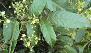 Image result for Vitaceae