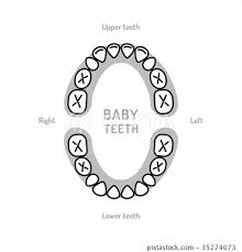 Baby Tooth Chart Baby Mouth Primary Teeth Stock