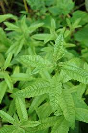Image result for Aloysia citrodora