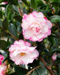 Image result for Camellia