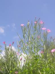 Image result for Epilobium stereophyllum