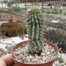 Image result for Hoodia