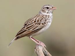 Image result for Fimbristylis madagascariensis