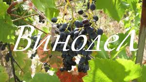как сделать вино из винограда молдова в домашних условиях видео Shampanskoe Iz Vinograda Izabella V Domashnih Usloviyah 1 Youtube