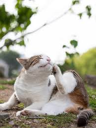 In many cases, your veterinarian will recommend nutritional therapy for the. Feline Hyperthyroidism Veterinary Referral Hospital Of Hickory