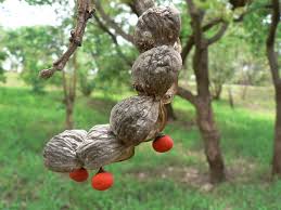 Image result for Erythrina abyssinica