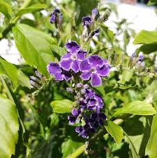 Image result for Duranta erecta