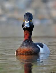 Michigan Bird With Black And White Striped Head Ring Necked Duck Photo By Jerry Ting Diving Male Ring Necked Duck Diving Duck Males Have Black Head Light Gray Sides Duck Species Animals Duck Photo
