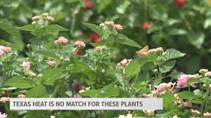 We did not find results for: Green Thumb Which Plants Can Withstand The Texas Heat Cbs19 Tv